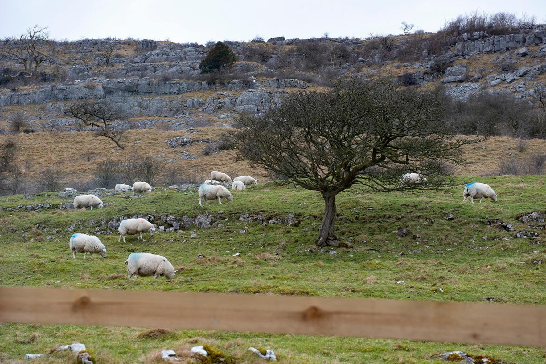 Dalecote Barn Bed & Breakfast อิงเกิลตัน ภายนอก รูปภาพ
